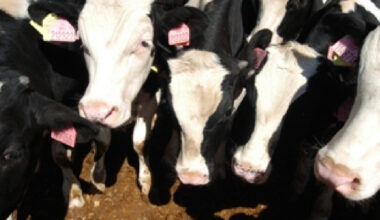 vaca