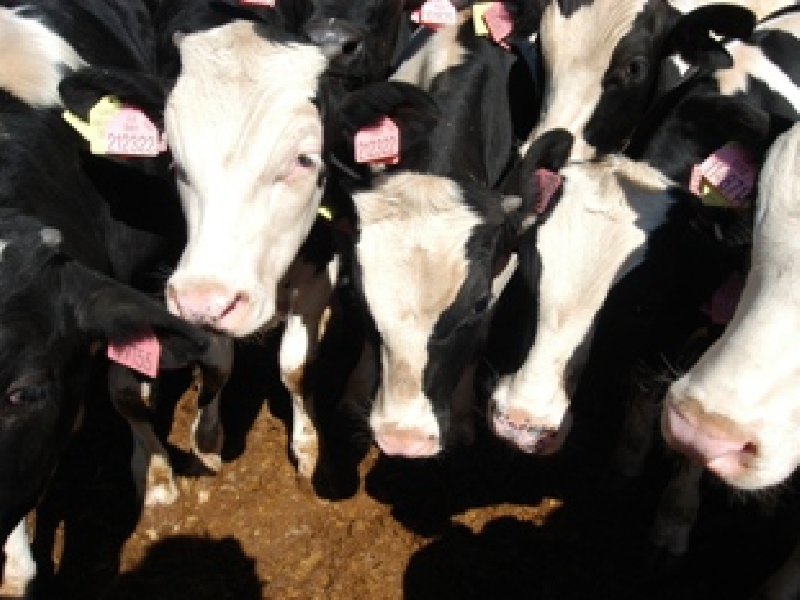 vaca