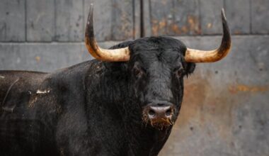 «Saleroso» abre la corrida de la Hispanidad en Las Ventas