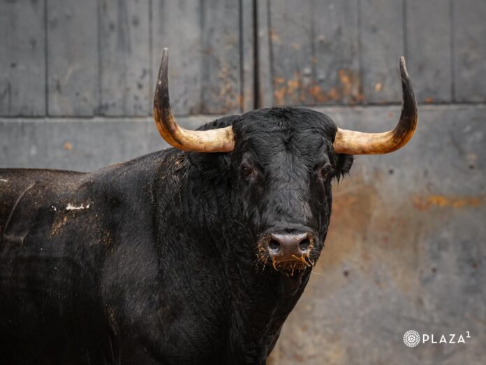 «Saleroso» abre la corrida de la Hispanidad en Las Ventas