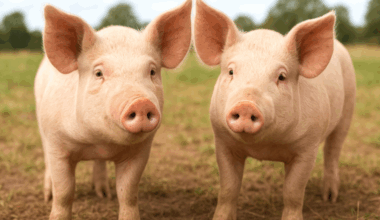 Científicos logran desarrollar cerdos inmunes a la peste porcina clásica