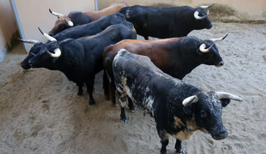 Morito, de Brazuelas, abre la segunda de la feria de Las Rozas