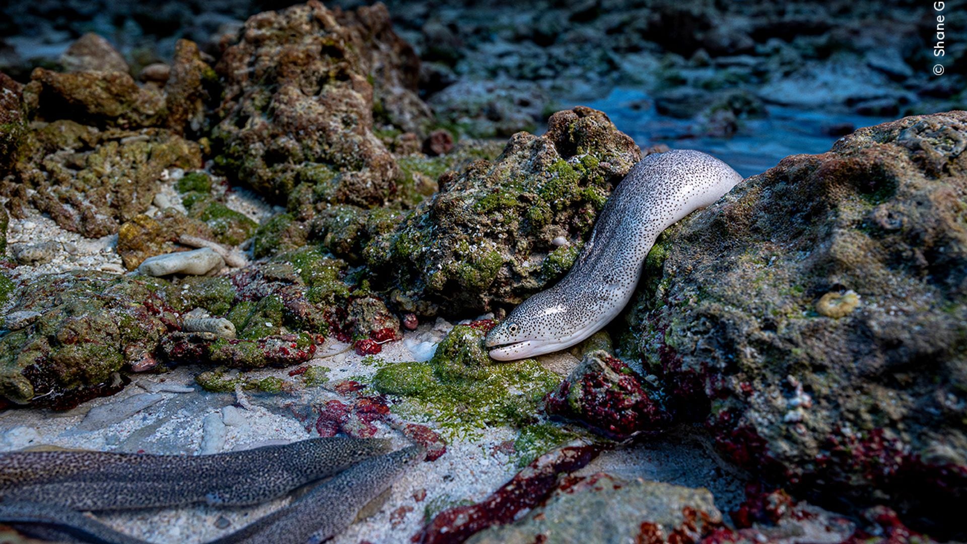Like an Eel out of Water by Shane Gross, Canada
Winner, Animals in their Environment  
