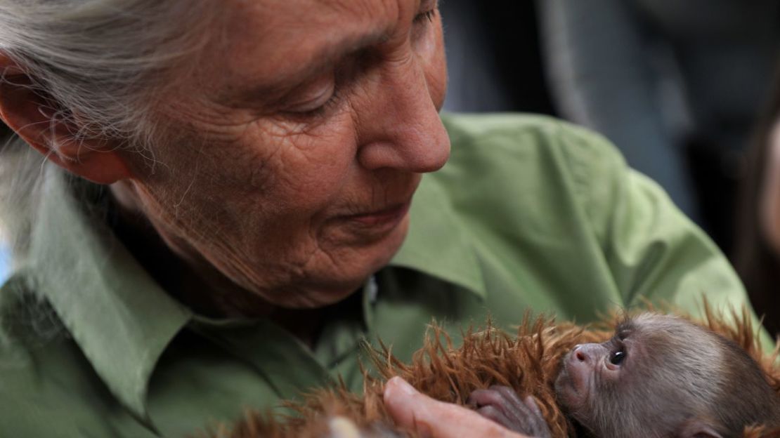 Goodall sostiene a una cría de mono Cariblanco durante su visita al Centro de Rehabilitación y Rescate de Primates, en Peñaflor, Chile, el 23 de noviembre de 2013.
