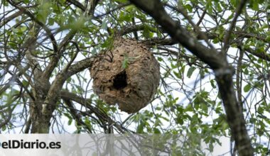 una combinación de tiempo cálido y más actividad en el monte