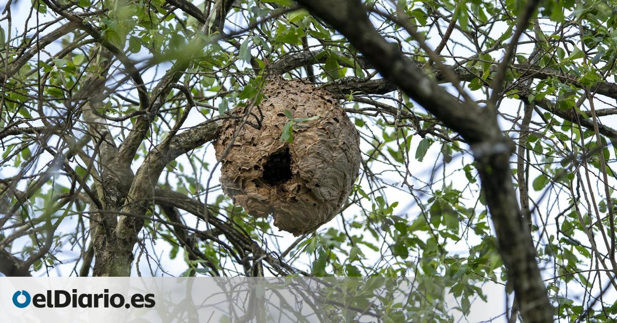 una combinación de tiempo cálido y más actividad en el monte