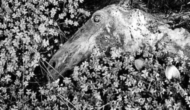 Tres fotógrafos mallorquines viajarán a China con el Instituto Cervantes y el IEB