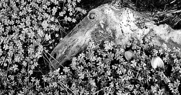 Tres fotógrafos mallorquines viajarán a China con el Instituto Cervantes y el IEB