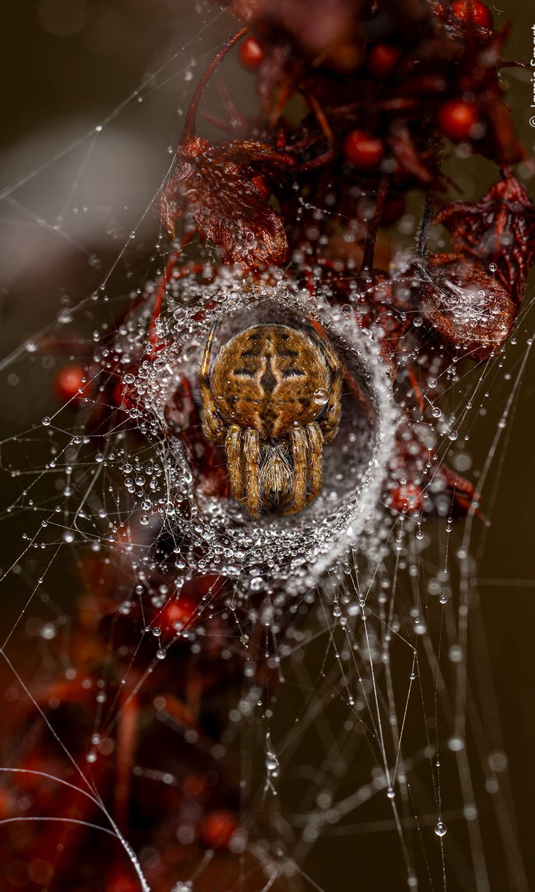 The Weaver’s Lair by Jamie Smart, UK
Winner, 10 Years and Under