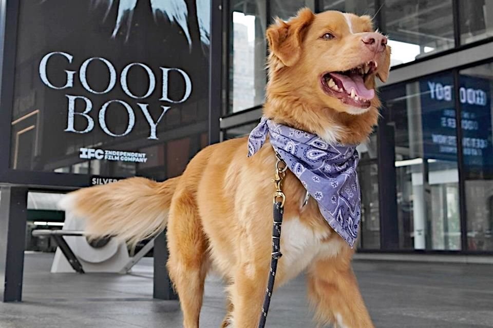 Indy, el perrito estrella de filme de horror 'Good Boy', causa furor a nivel mundial con una historia desde el punto de vista canino.