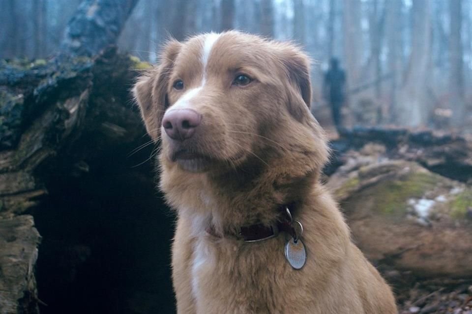 Aunque el personaje de Indy se esfuerza al máximo para defender a su humano del mal, Leonberg no cree que el Indy de la vida real los defendería de esa manera.