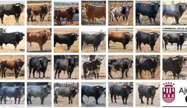 Los 27 toros que exhibirá Onda en la Fira 2025