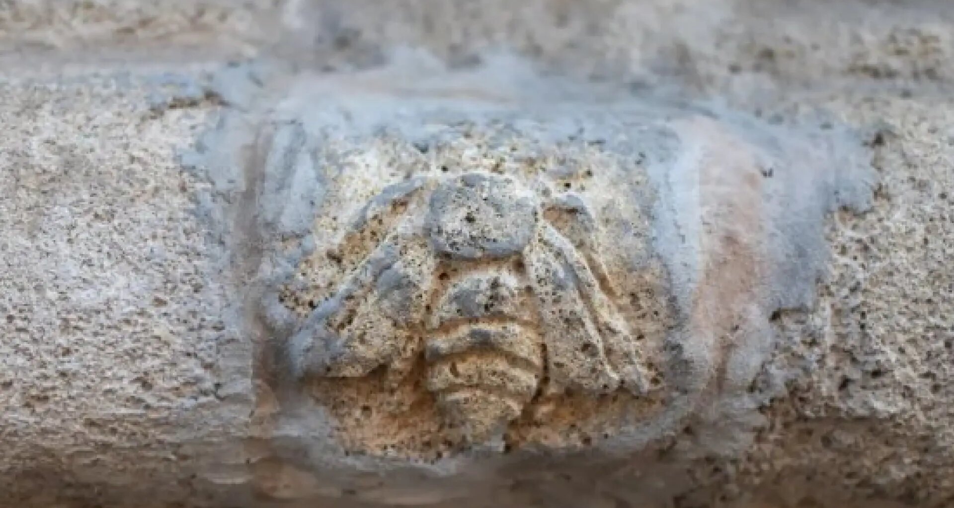 Un escultor clandestino incrusta una abeja de piedra en una fachada del Pilar de Zaragoza