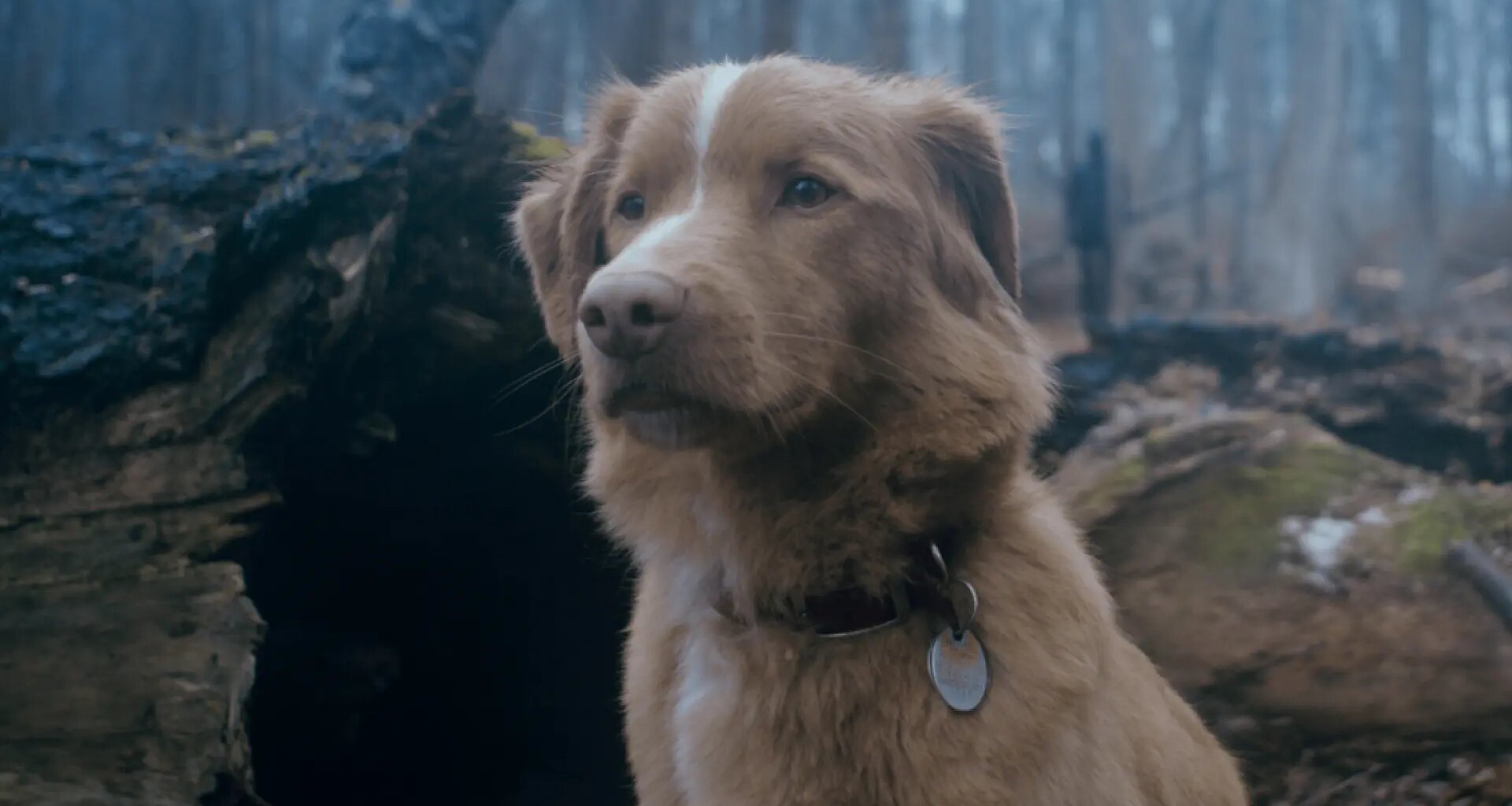 'Good Boy', la película de terror de la que todos hablan llega a Sitges 2025