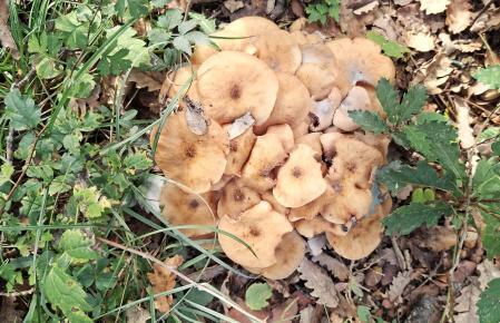 Setas en el pantano de Sau.