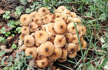 Setas en el pantano de Sau.