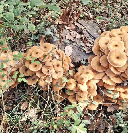 Setas en el pantano de Sau.