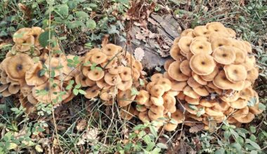 Cosecha de setas en el pantano de Sau