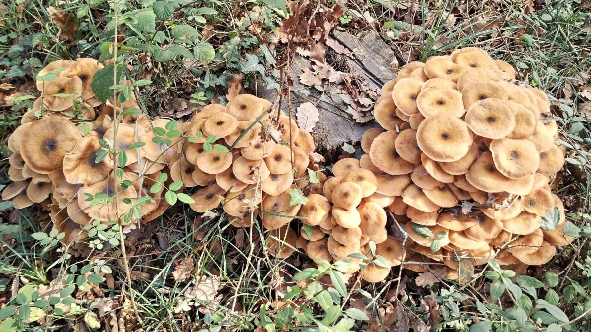 Cosecha de setas en el pantano de Sau