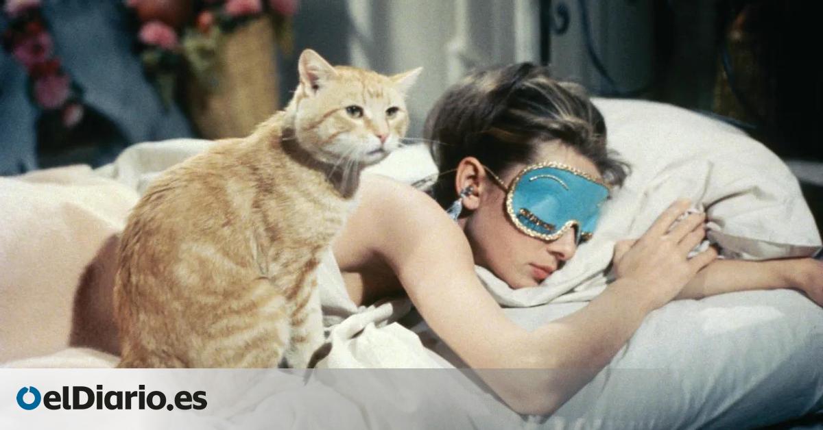 Cuando una gata es la tercera en discordia en un triángulo amoroso