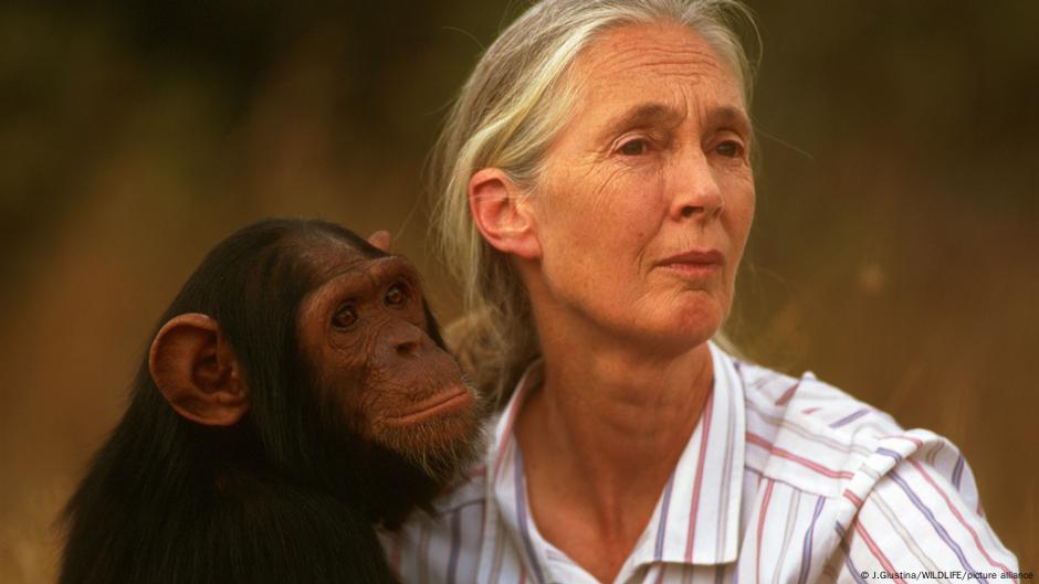 La reconocida etóloga Jane Goodall muere a los 91 años – DW – 01/10/2025
