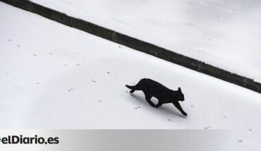 Las protectoras prohíben o limitan la adopción de gatos en Halloween: "Ni negro ni blanco"