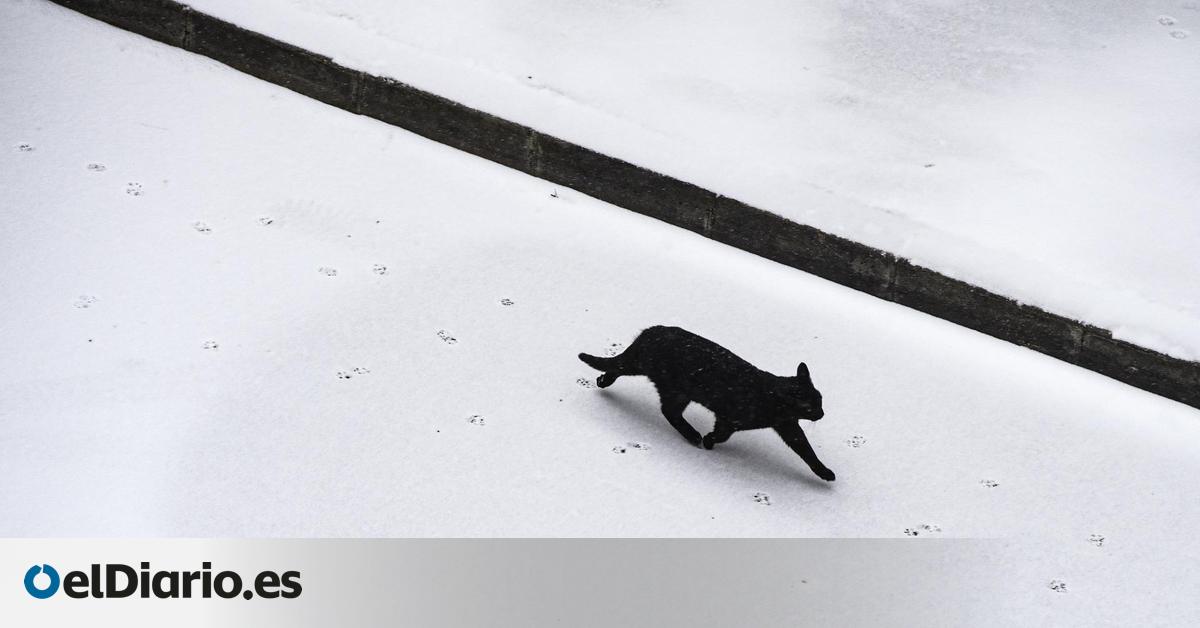 Las protectoras prohíben o limitan la adopción de gatos en Halloween: "Ni negro ni blanco"