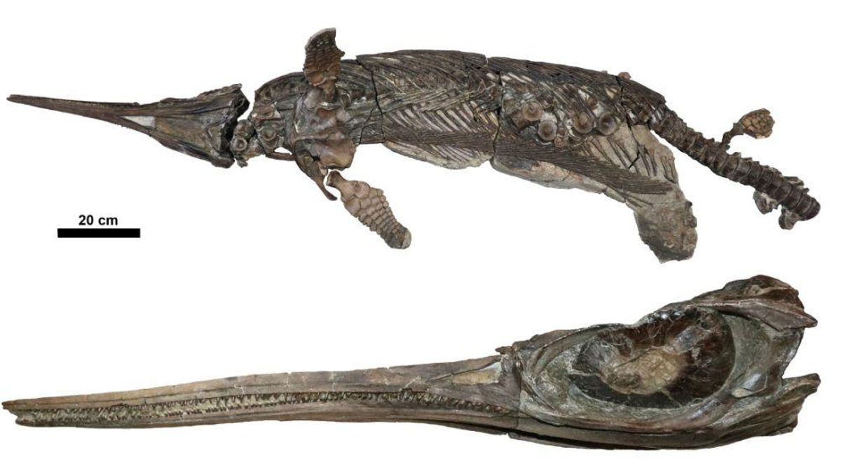 Imagen completa del ictiosaurio hallado