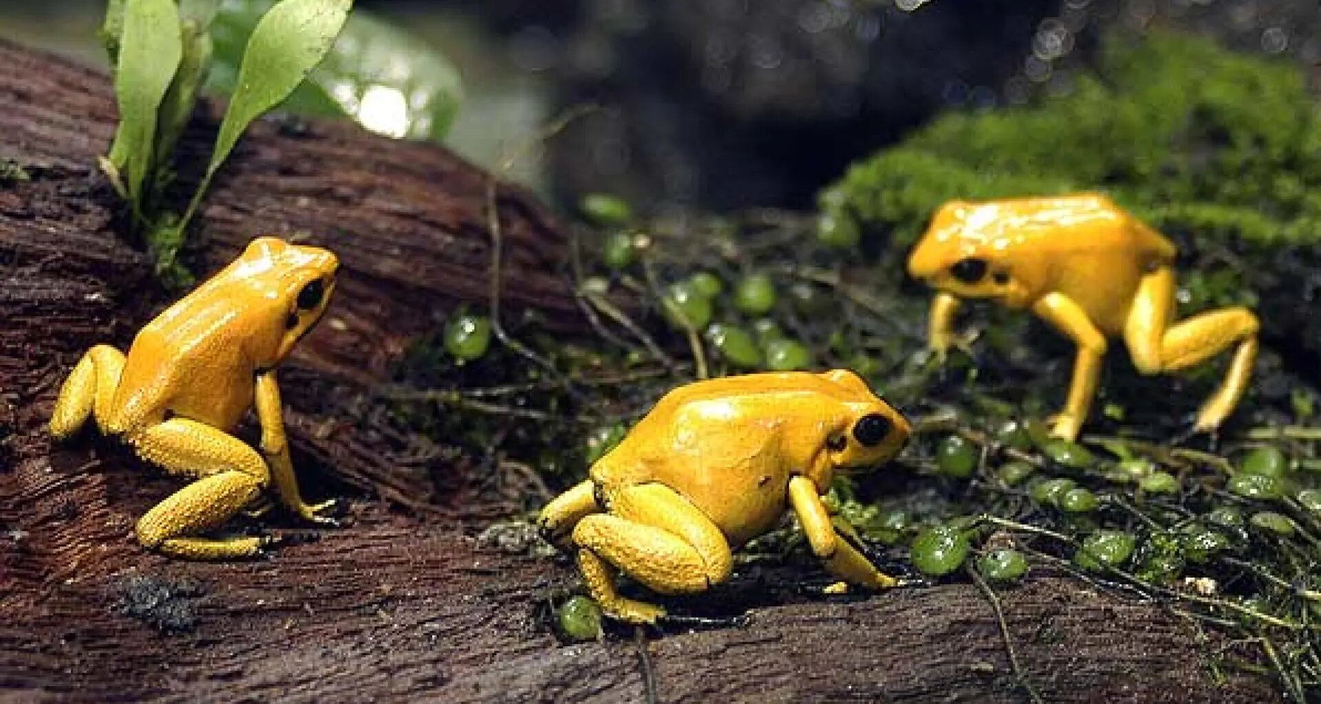 Una mujer china de 82 años es hospitalizada tras comerse ocho ranas vivas para aliviar el dolor de espalda
