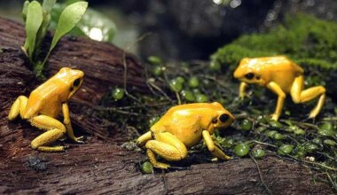 Una mujer china de 82 años es hospitalizada tras comerse ocho ranas vivas para aliviar el dolor de espalda