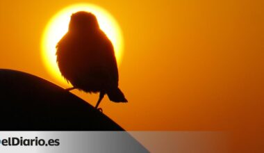 Miles de aves se pusieron a cantar al final del eclipse solar de 2024 como si estuviera amaneciendo