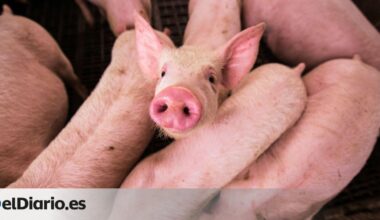 Desarrollan cerdos modificados genéticamente que resisten la peste porcina clásica 