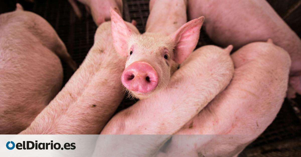 Desarrollan cerdos modificados genéticamente que resisten la peste porcina clásica 