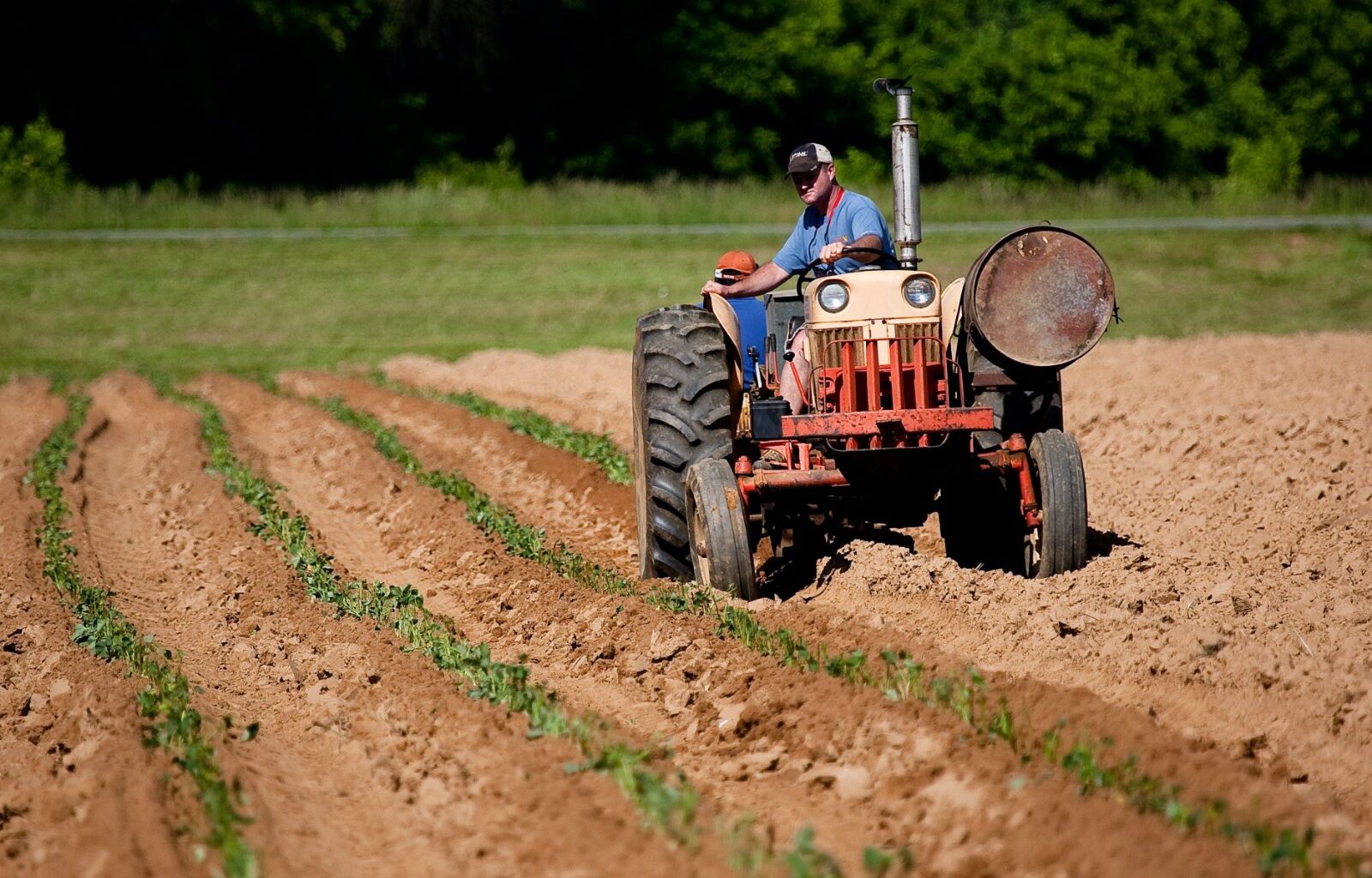Agricultor trabajando.