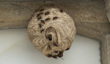 Muere un hombre de 55 años en Cospeito tras ser picado por un enjambre de velutinas - La Voz de Galicia