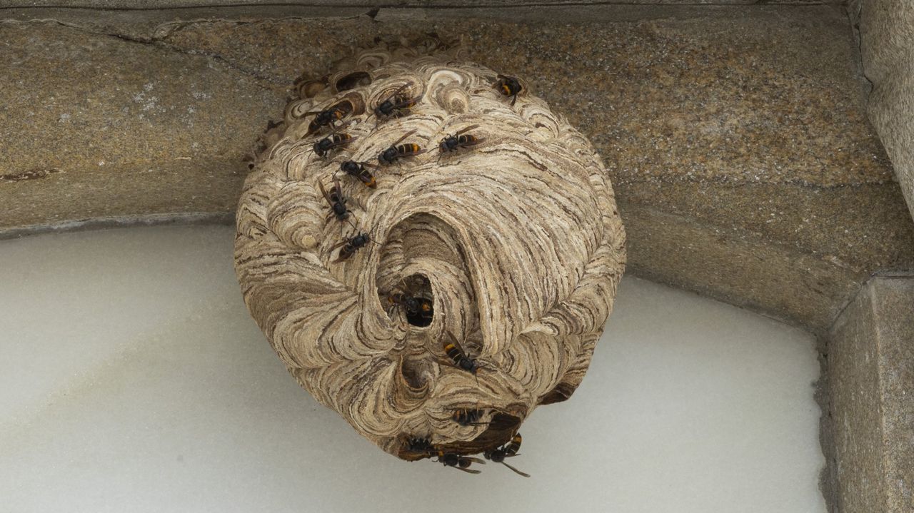 Muere un hombre de 55 años en Cospeito tras ser picado por un enjambre de velutinas - La Voz de Galicia