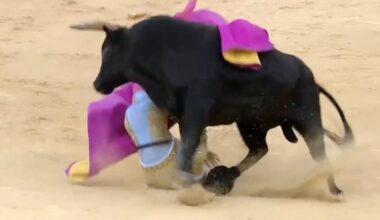 Fea y aparatosa cogida a Mario Vilau al recibir por gaoneras al segundo en Villena