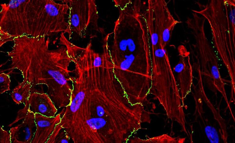Un hidrogel en spray muestra resultados prometedores para prevenir complicaciones tras una cirugía abdominal
