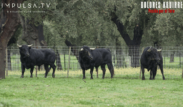 Copia de Plantilla fotos LTDT1 35 Copy