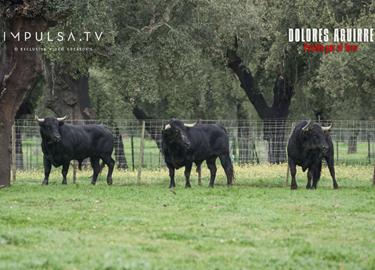 Copia de Plantilla fotos LTDT1 35 Copy