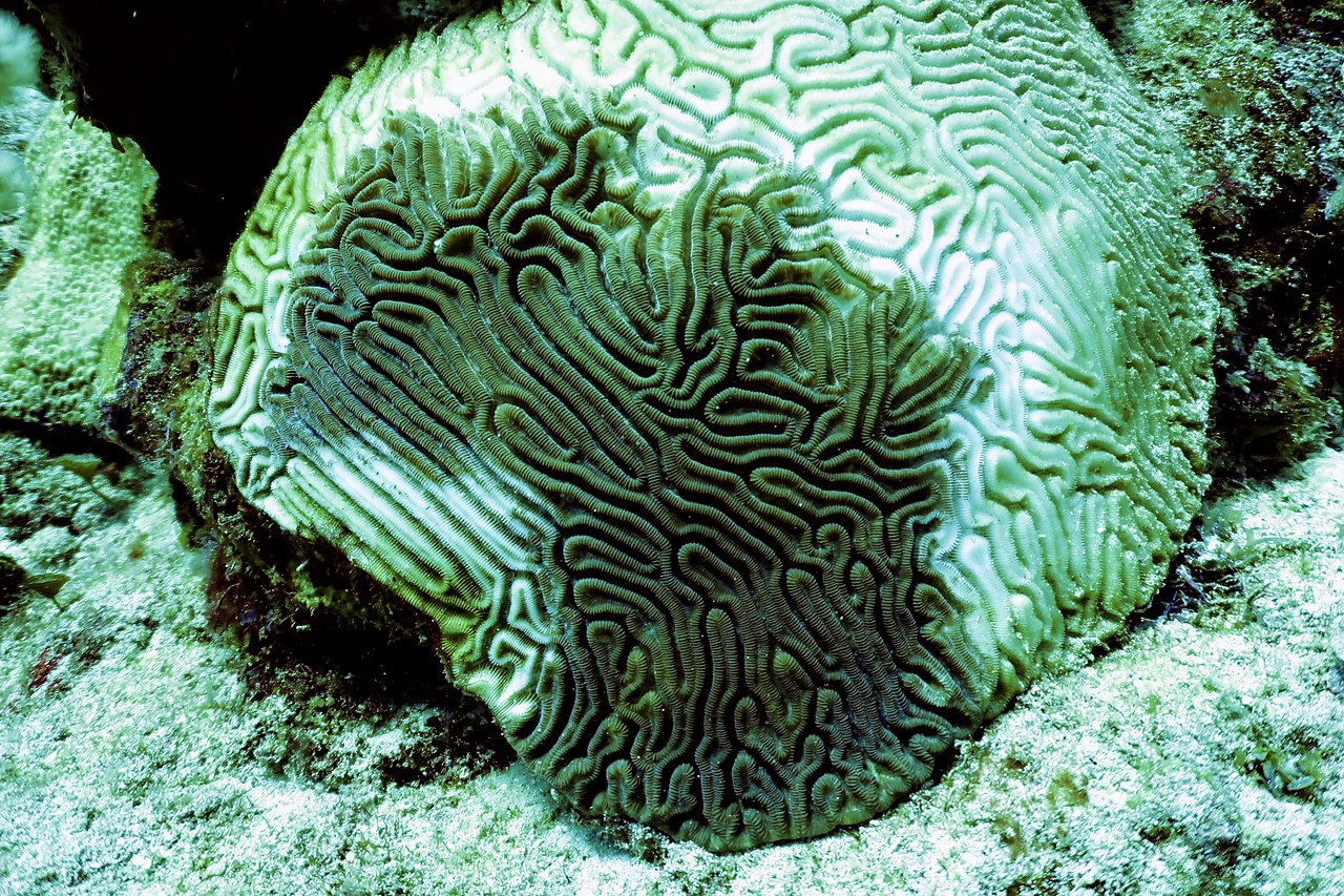 coral