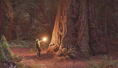 Detalle de portada de El bosque infinito, de Annie Proulx. Imagen Tusquets.