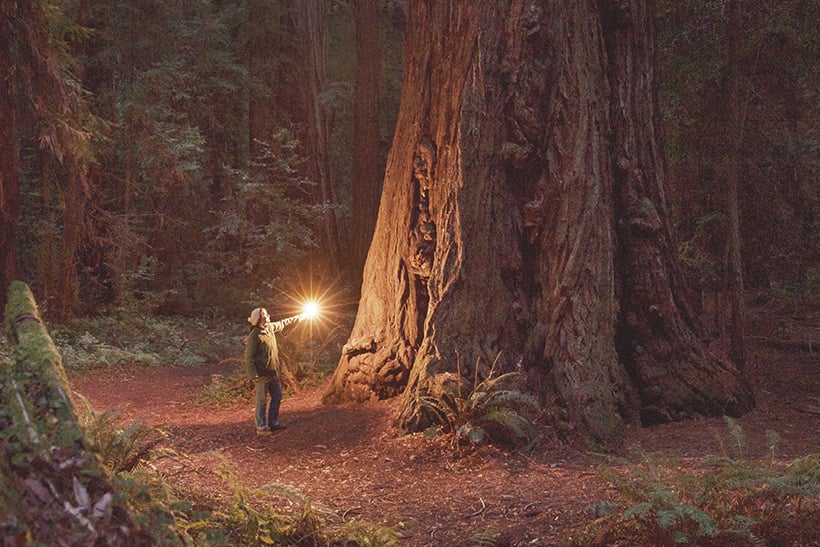 De vuelta al vientre: 'El bosque infinito', de Annie Proulx 1 Detalle de portada de El bosque infinito, de Annie Proulx. Imagen Tusquets.