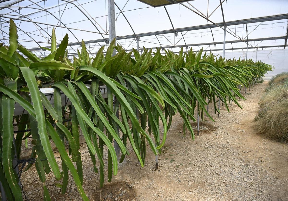La producción agroalimentaria recupera niveles prepandemia