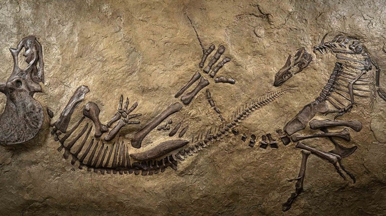 Réplica del fósil 'Dinosaurios en duelo' en el Museo de Ciencias Naturales de Carolina del Norte