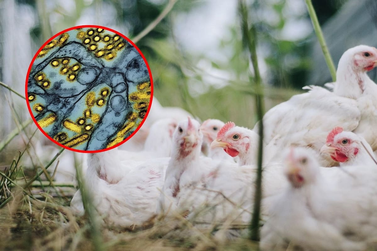 OMS lanza recomendación clave: vacunar contra la gripe aviar a quienes están más expuestos al virus, prioriza a trabajadores sanitarios y quienes conviven con animales
