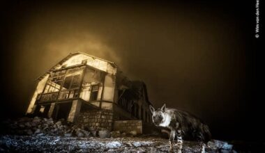 Las increíbles imágenes ganadoras del ‘Fotógrafo de vida silvestre del año’