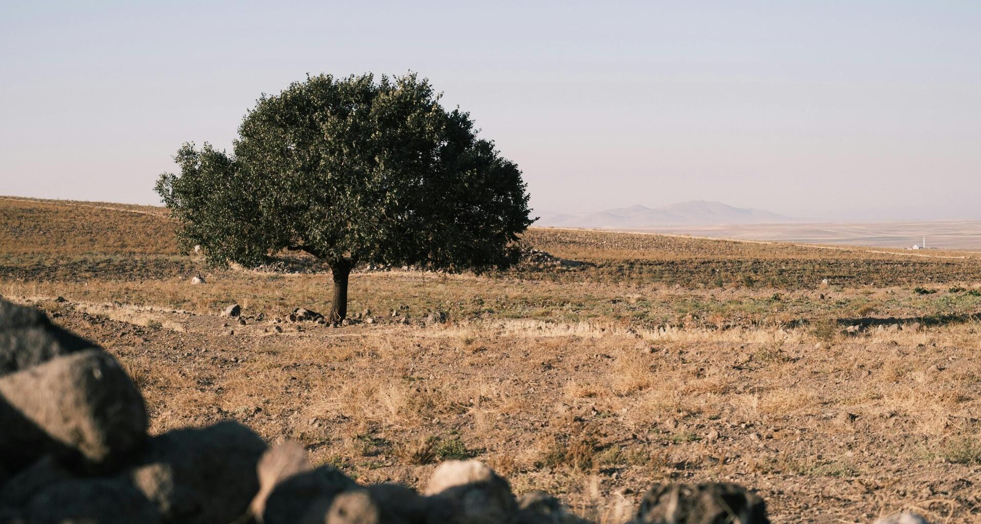Mi primer libro favorito de este otoño se publicó hace 30 años y es El cuento de la criada de la Generación Z