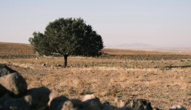Mi primer libro favorito de este otoño se publicó hace 30 años y es El cuento de la criada de la Generación Z