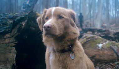 Se acerca a los cines uno de los mejores estrenos del año de terror y una opción muy dura para fans de los perros